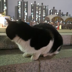 고양이 주인을 찾습니다 고양이 전단지