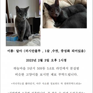 고양이를 찾습니다 고양이 전단지