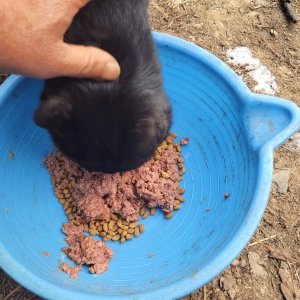 고양이 주인을 찾습니다 고양이 전단지