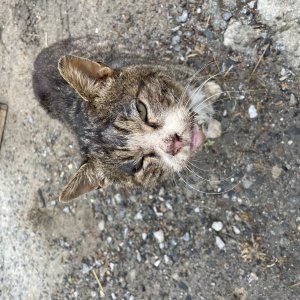 고양이 주인을 찾습니다 고양이 전단지