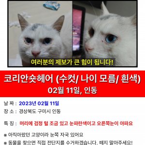 고양이를 찾습니다 고양이 전단지