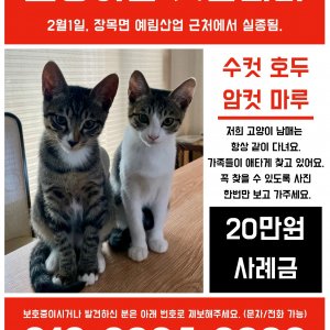 고양이를 찾습니다 고양이 전단지