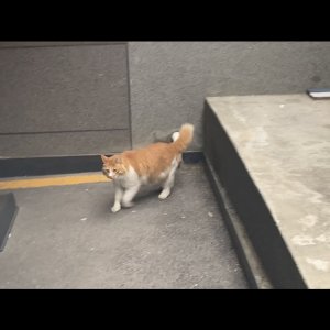 고양이 주인을 찾습니다 고양이 전단지