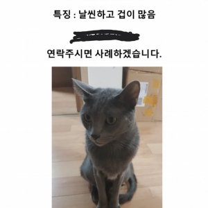 고양이를 찾습니다 고양이 전단지