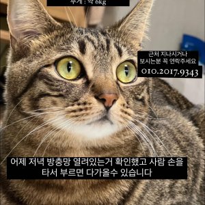 고양이 실종 코리아쇼트헤어 경기도 시흥시