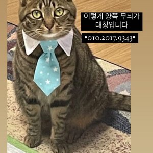 고양이를 찾습니다 코리아쇼트헤어 경기도 시흥시