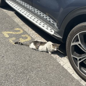 고양이 구조 기타묘종 서울특별시 동대문구