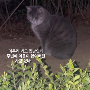 고양이 주인을 찾습니다 기타묘종 경기도 고양시 일산서구