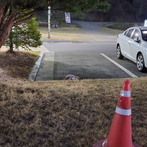 고양이 주인을 찾습니다 기타묘종 충청북도 청주시 청원구