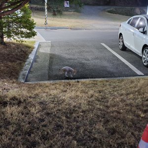 고양이 주인을 찾습니다 고양이 전단지