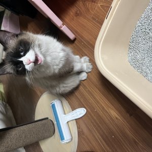 고양이 주인을 찾습니다 고양이 전단지