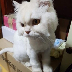 고양이를 찾습니다 페르시안 부산광역시 수영구