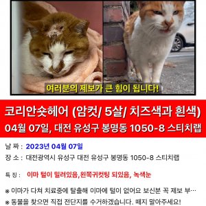 고양이 실종 코리아쇼트헤어 대전광역시 유성구
