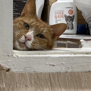 고양이를 찾습니다 코리아쇼트헤어 서울특별시 강동구