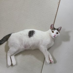 고양이 실종 기타묘종 서울특별시 송파구