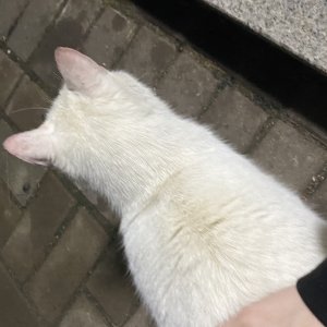 고양이 주인을 찾습니다 고양이 전단지