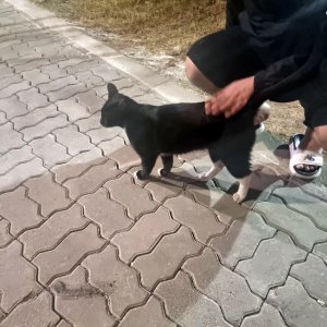 고양이 목격 기타묘종 경기도 시흥시