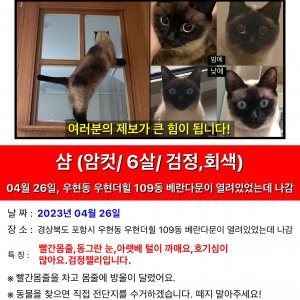 고양이를 찾습니다 고양이 전단지