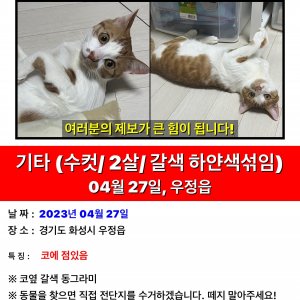 고양이를 찾습니다 기타묘종 경기도 화성시