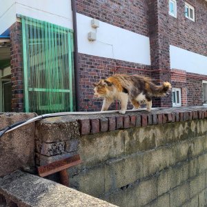 고양이 주인을 찾습니다 고양이 전단지