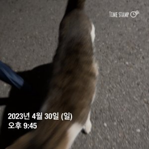 고양이 주인을 찾습니다 고양이 전단지