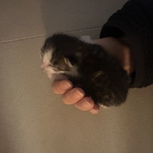 고양이 주인을 찾습니다 고양이 전단지