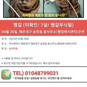 고양이를 찾습니다 벵갈캣 부산광역시 해운대구