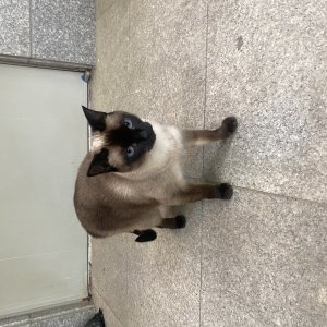 고양이 주인을 찾습니다 고양이 전단지