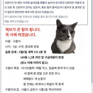 고양이를 찾습니다 고양이 전단지