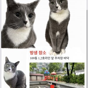 고양이를 찾습니다 러시안블루 서울특별시 금천구