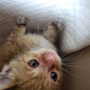 고양이 주인을 찾습니다 고양이 전단지