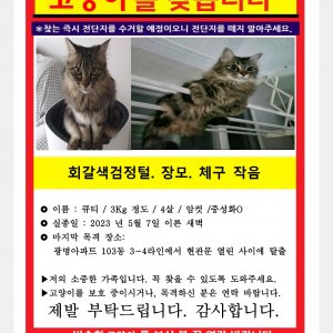 고양이를 찾습니다 고양이 전단지