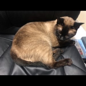 고양이를 찾습니다 고양이 전단지