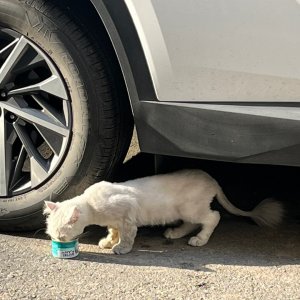 고양이 주인을 찾습니다 기타묘종 경기도 용인시 처인구