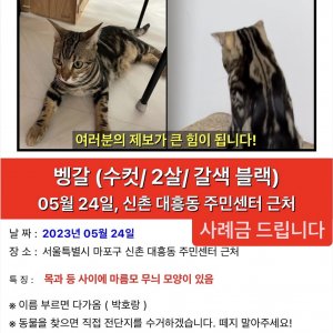 고양이를 찾습니다 벵갈캣 서울특별시 마포구