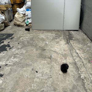 고양이 구조 기타묘종 서울특별시 송파구