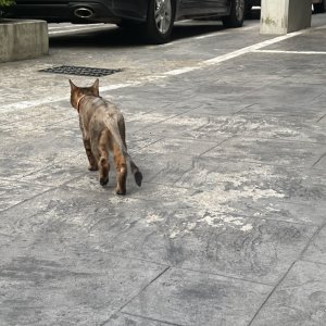 고양이 주인을 찾습니다 벵갈캣 서울특별시 마포구