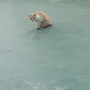 고양이 구조 기타묘종 경기도 화성시