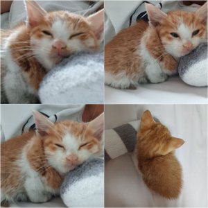 고양이 주인을 찾습니다 고양이 전단지