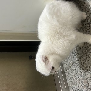 고양이 주인을 찾습니다 고양이 전단지