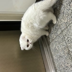 고양이 주인을 찾습니다 고양이 전단지