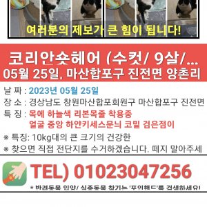 고양이를 찾습니다 고양이 전단지