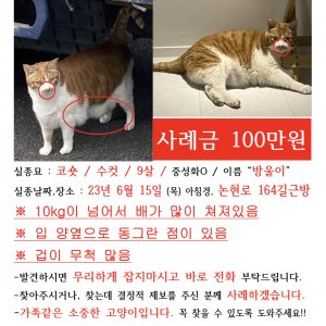 고양이를 찾습니다 고양이 전단지