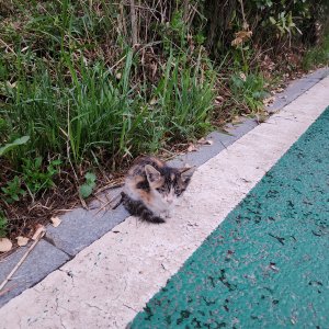 고양이 주인을 찾습니다 고양이 전단지