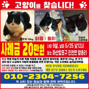 고양이 실종 코리아쇼트헤어 경상남도 창원시 마산합포구