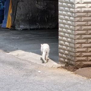 고양이 목격 기타묘종 서울특별시 용산구