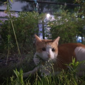고양이 목격 기타묘종 대전광역시 서구