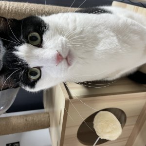 고양이를 찾습니다 고양이 전단지