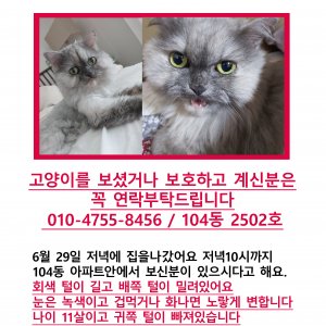 고양이를 찾습니다 고양이 전단지