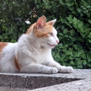 고양이를 찾습니다 코리아쇼트헤어 서울특별시 광진구